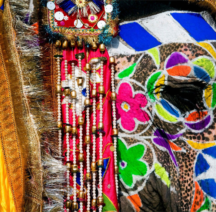 Elephant Festival Jaipur Rajasthan India Roger Cracknell Photography
