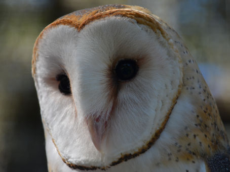 Barn Owls- A Global Raptor