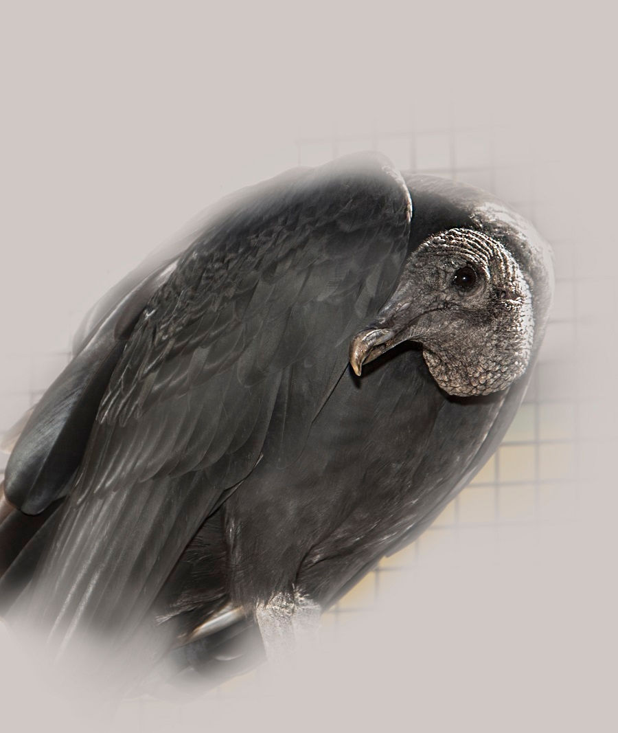 black vulture, elvis, 900