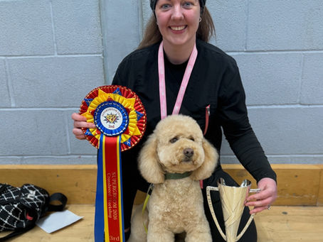 Dog Grooming Competition ! 