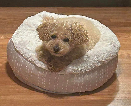 dog.jpg
