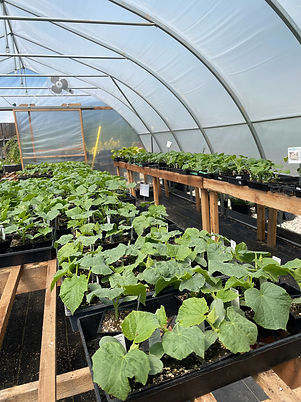 Vegetable Seedlings.jpeg