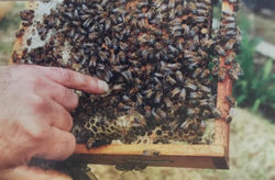 WhatsApp Image 2018-11-26 at 9.18