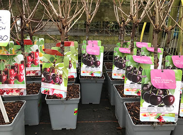 cherry trees.jpg