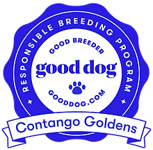 contango-goldens-california-badge.png