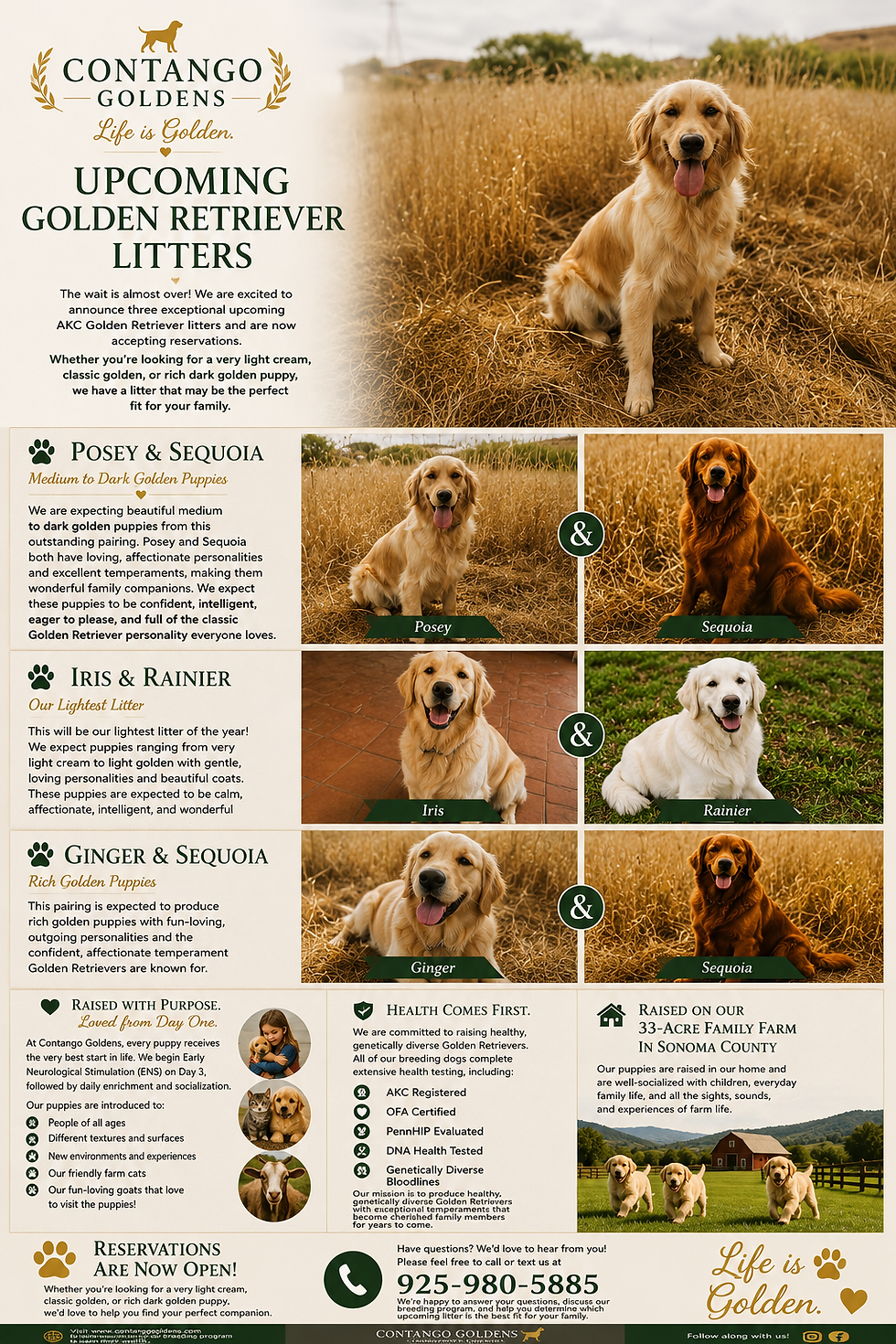 Upcoming Litters