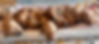 35AA09AC-9C3E-4E5D-B698-52E2712885DF.jpeg