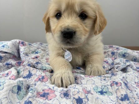 Two pups available in Plum & Rainier’s Litter — Golden Retrievers Available in Northern California🐾