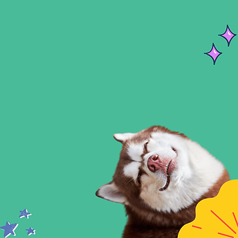 Get Started Husky2.png