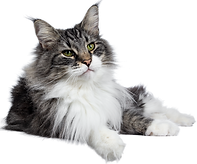 pets - cat.png
