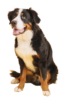 Pets - Bern 2.png