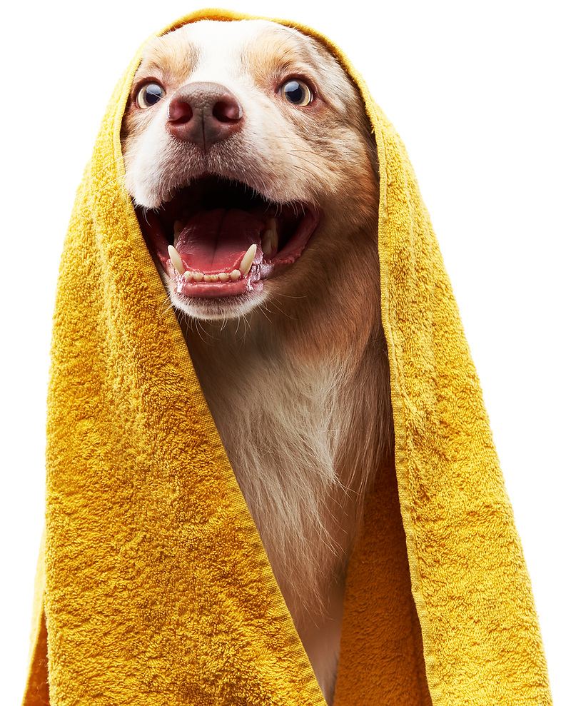 shutterstock_1998477026.png