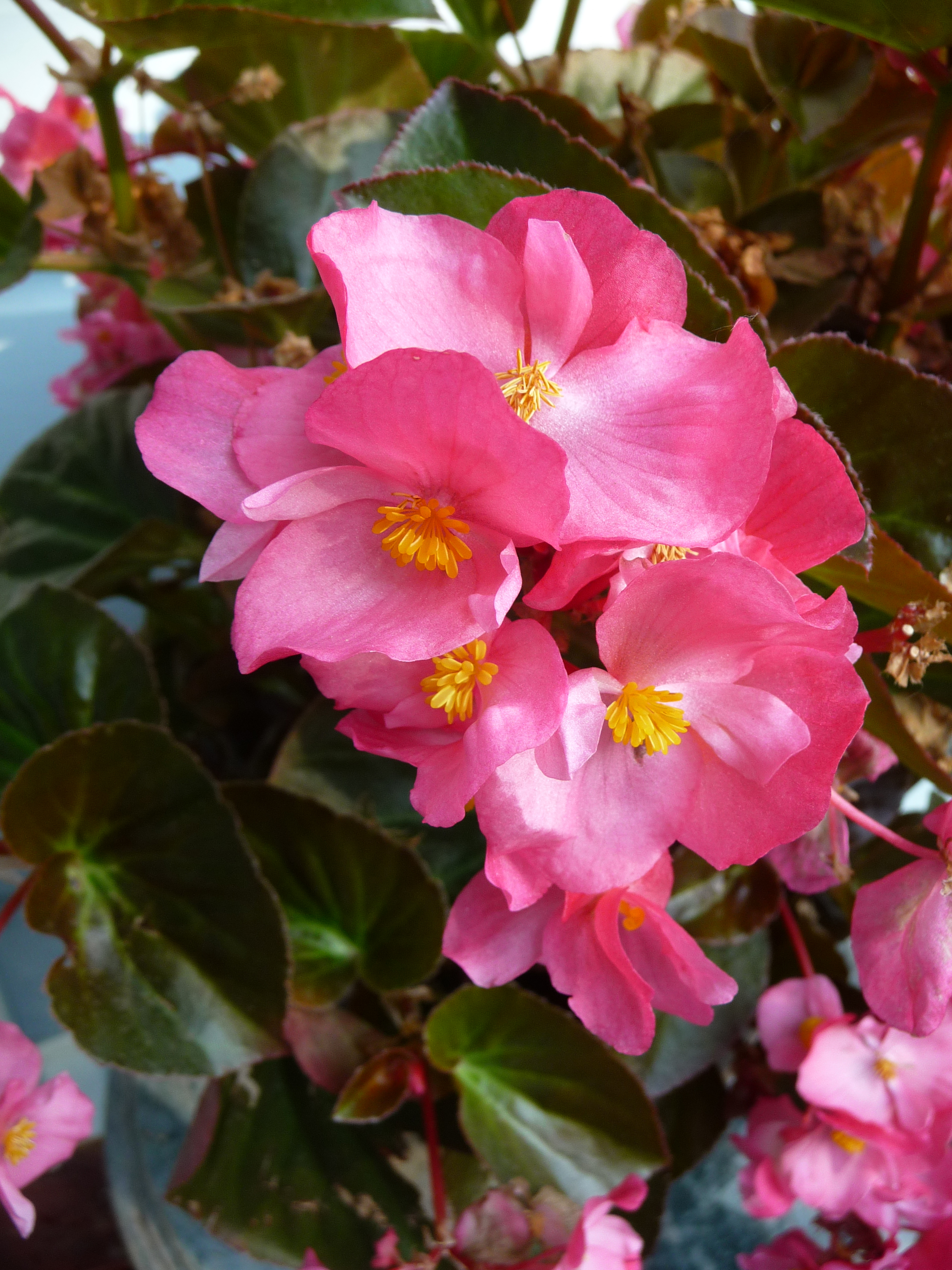 Pink Begonias