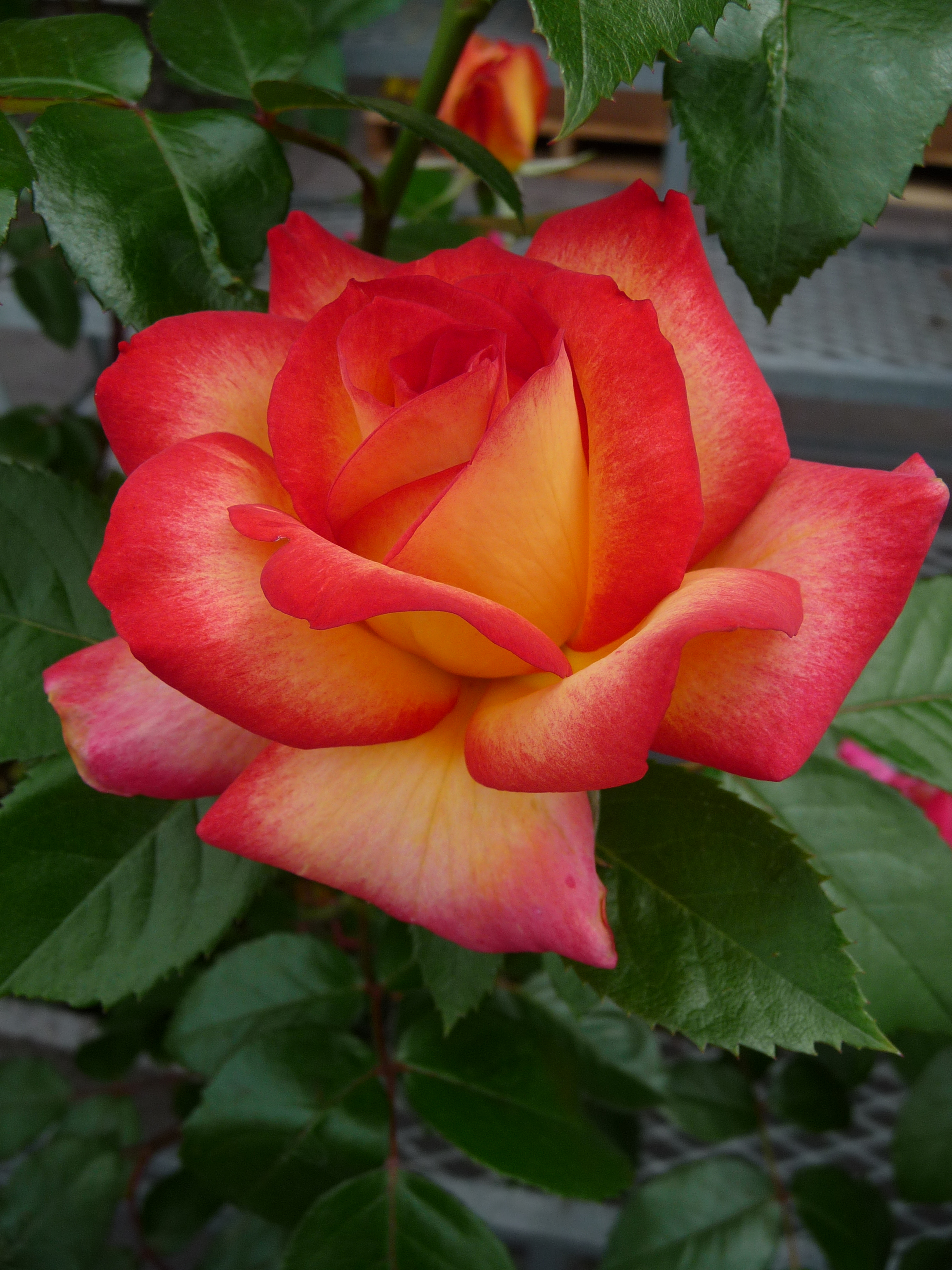 Red Yellow Rose