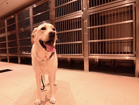 Pet Dog Boarding Specialists: What You Required to Know