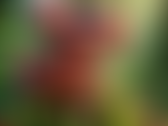 Ganoderma live long life