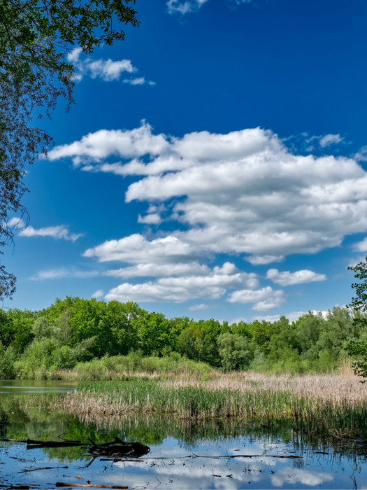Fauler See in Berlin-Weißensee
