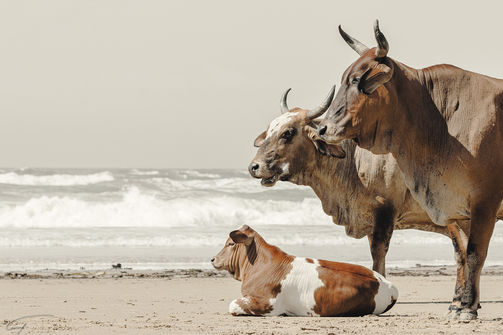 Printed Art , Gallery Quality Paper. Photography, Fine Art, Wildlife, South Africa. cows. Gshotyouphoto&fiml