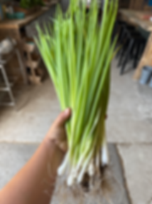 Scallions