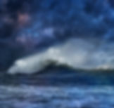 Storm Gull