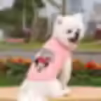 Thumbnail: Minnie Mouse T Shirt