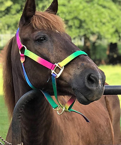 Pony jpeg