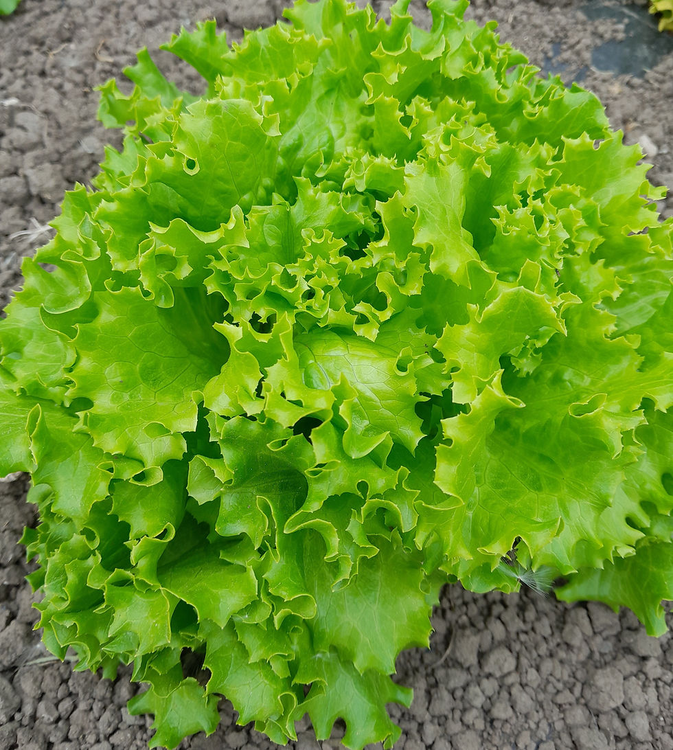 Cena solate kot ogledalo slovenske prehranske verige