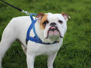 House Training Your Puppy: Tips from a Westchester Puppy Trainer