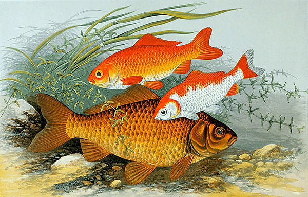 fish picture.jpeg