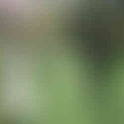 Elizabeth Lail and Nieku Manshadi's Enchanting Wedding