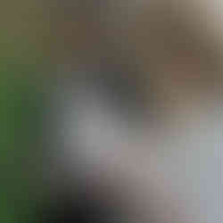 Elizabeth Lail and Nieku Manshadi's Enchanting Wedding