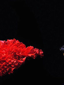 El flamenco: arte, historia y esencia de una cultura universal