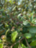 Hái sim trên đảo Ngọc Vừng