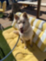 a blonde dog sitting on striped yellow and white cushioned outdoor furniture