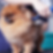 circle frame with a photo of a tan pomeranian getting brushed by someone