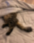 North Phoenix Pet Sitter