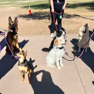dog trainer-led pack walks with Hand and Hound Pet Sitting at Steele Indian School Park