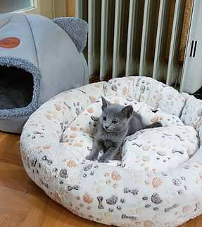 Lynn famale russian blue kitten
