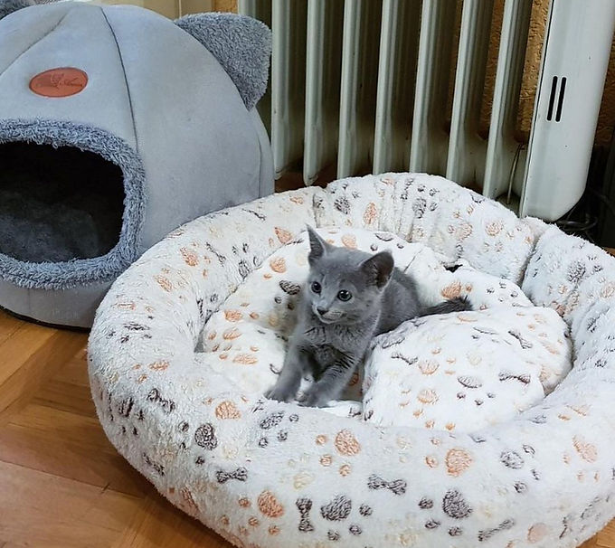 Lynn our female russian blue kitten available for sale and adoption
