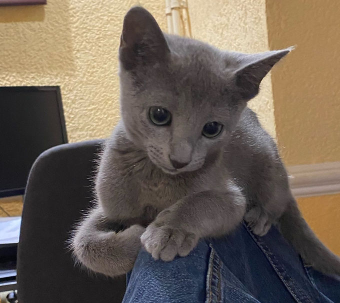 cuttest male Russian blue cat Named Duke