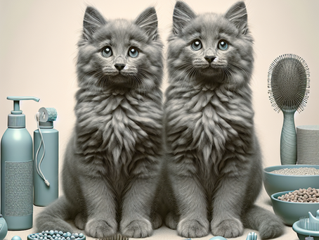 Uncovering the Best Care Tips for Russian Blue Kittens: A Complete Guide