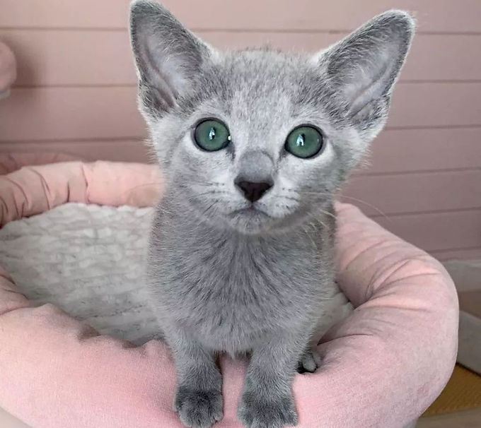 best russian blue cat breeder in the USA