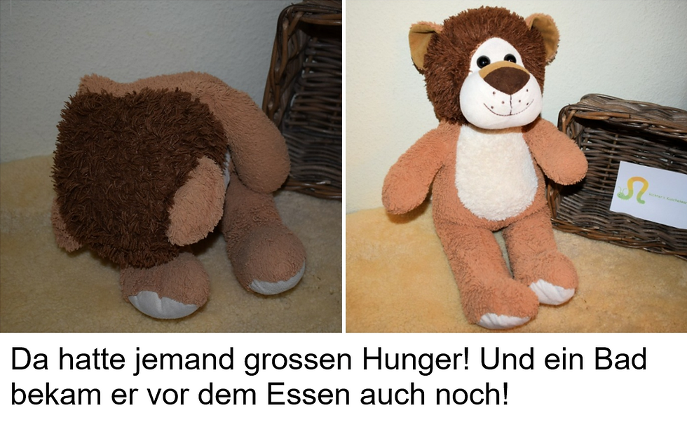 Un petit lion tout mignon qui avait vraiment faim… et qui avait envie de se baigner. Il a pu faire les deux chez moi, et il est ensuite rentré chez lui tout content.