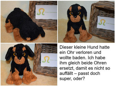 Dieser kleine Hund konnte bei seiner Ankunft nicht mehr richtig Sitz machen. Nach dem Wellness kann er sitzen und auch wieder gut hören, weil er nun wieder zwei Ohren hat