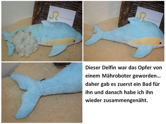 Manchmal gibt es doofe Zufälle... bei diesem Delfin war es der Mähroboter, der zur falschen Zeit losfuhr... zum Glück kam der Delfin schnell zu mir und ich konnte ihm helfen!
