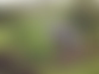 Should I use a rain harvesting system to irrigate my lawn?