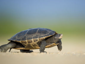 How Negative Thoughts Slow You Down