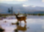 Alan Ladd approaches on horseback as a deer watches in a pond in the classic Hollywood George Stevens film Western movie "Shane"