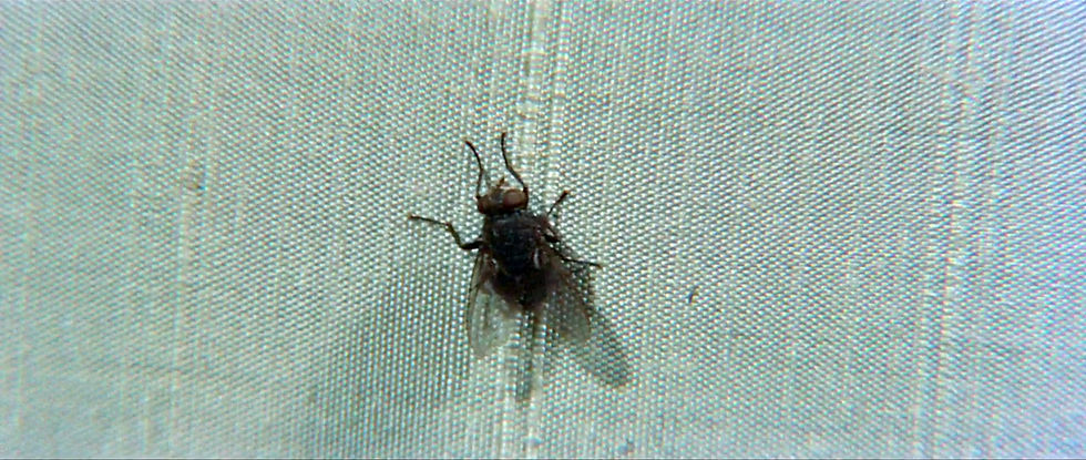 A fly on the lamp in the classic science fiction sci-fi Hollywood horror movie film "The Fly"