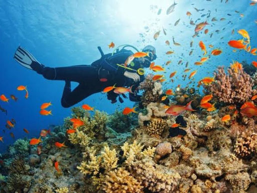 Life Teems in NW Australia Reefs Amid Massive Fossil Fuel Expansion